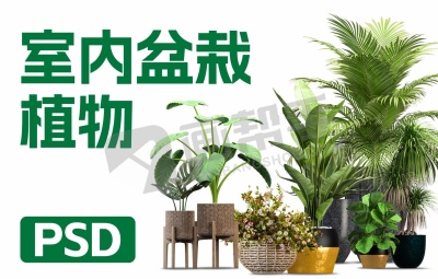 室内盆栽植物PSD素材合集 绿植 花盆 盆景 松树 单体室内花草